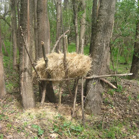 Zvezdana Noc * Belgrad