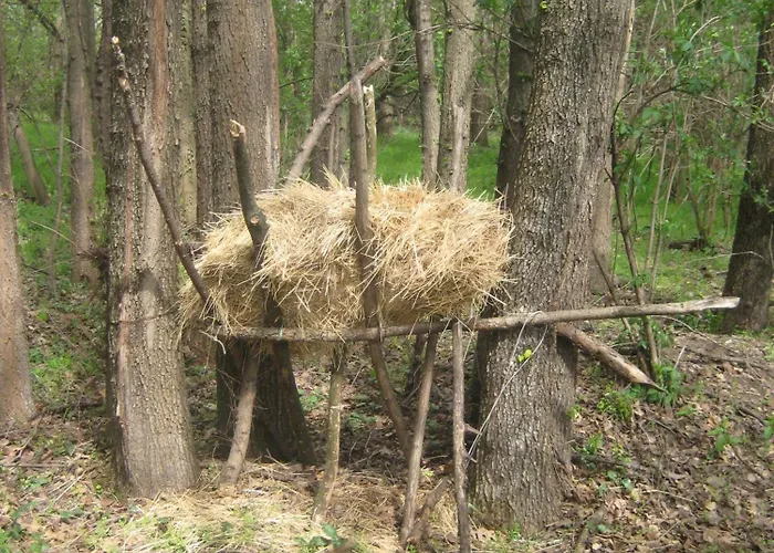 Zvezdana Noc * بلغراد